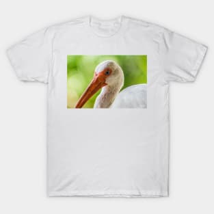 More American white ibis T-Shirt